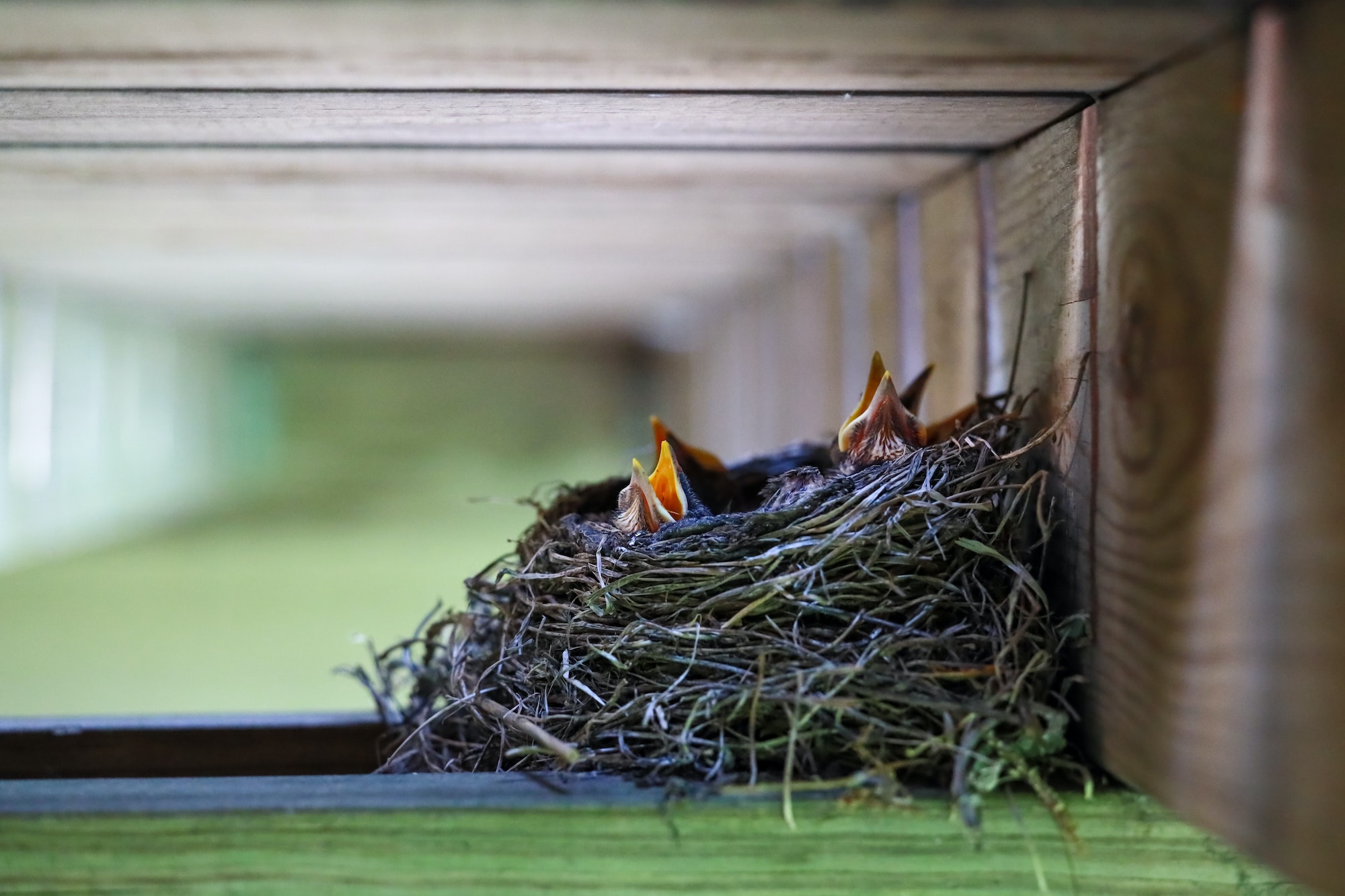 Baby robins with open beaks poking out of their nest beneath a wooden deck waiting to be fed.