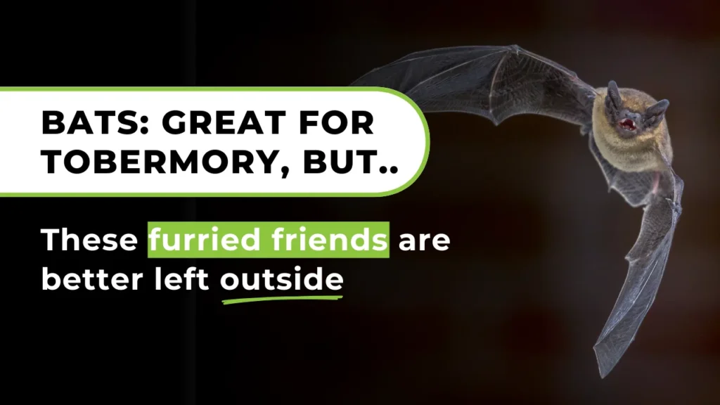 Bat conservation message highlighting their importance in Tobermory’s ecosystem and the need to keep them outside.