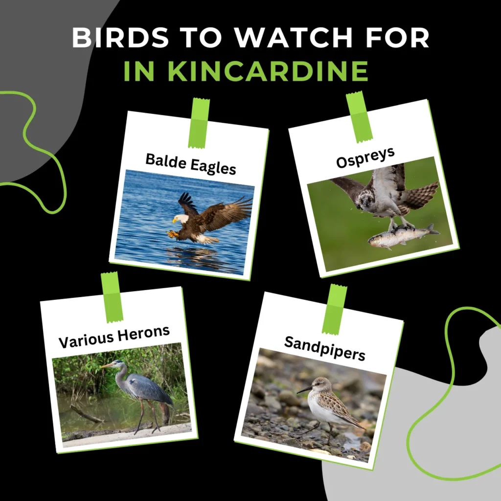 Iconic bird species to spot in Kincardine, including bald eagles, ospreys, sandpipers, and herons along Lake Huron’s shoreline.