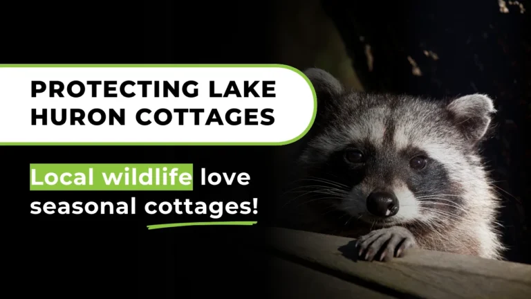 Protecting Lake Huron cottages from wildlife intrusions with humane removal and prevention methods.